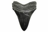 Serrated, Black Fossil Megalodon Tooth - South Carolina #264561-1